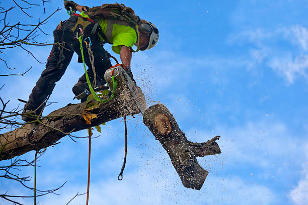 How Our Tree Care Process Works  in  Fort Wright, KY